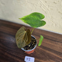 Load image into Gallery viewer, #H2 Anthurium Velvet Shadow x