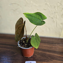 Load image into Gallery viewer, #H2 Anthurium Velvet Shadow x
