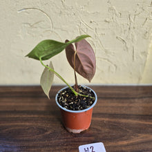 Load image into Gallery viewer, #H2 Anthurium Velvet Shadow x