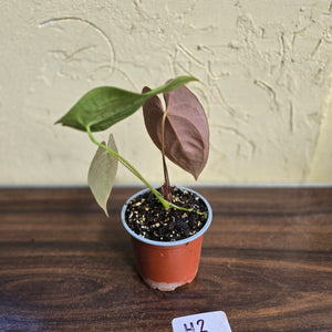 #H2 Anthurium Velvet Shadow x
