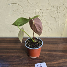 Load image into Gallery viewer, #H2 Anthurium Velvet Shadow x