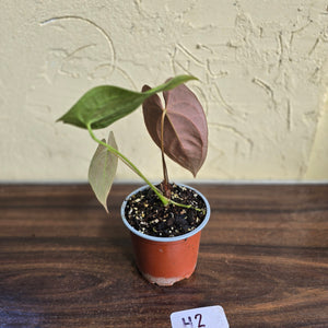 #H2 Anthurium Velvet Shadow x