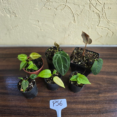#P56 Baby Anthurium Pack - 6 x Plants