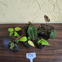 Load image into Gallery viewer, #P56 Baby Anthurium Pack - 6 x Plants