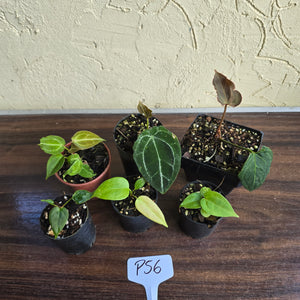 #P56 Baby Anthurium Pack - 6 x Plants
