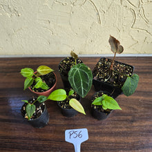 Load image into Gallery viewer, #P56 Baby Anthurium Pack - 6 x Plants