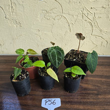 Load image into Gallery viewer, #P56 Baby Anthurium Pack - 6 x Plants