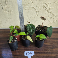 Load image into Gallery viewer, #P56 Baby Anthurium Pack - 6 x Plants
