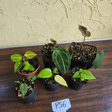 Load image into Gallery viewer, #P56 Baby Anthurium Pack - 6 x Plants