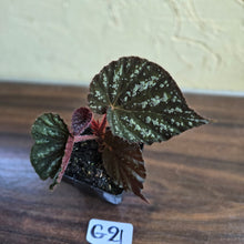 Load image into Gallery viewer, #G21 Begonia Unknown