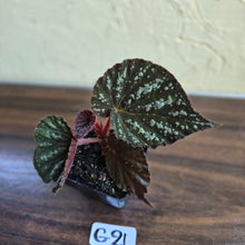 Load image into Gallery viewer, #G21 Begonia Unknown