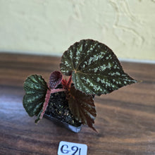 Load image into Gallery viewer, #G21 Begonia Unknown