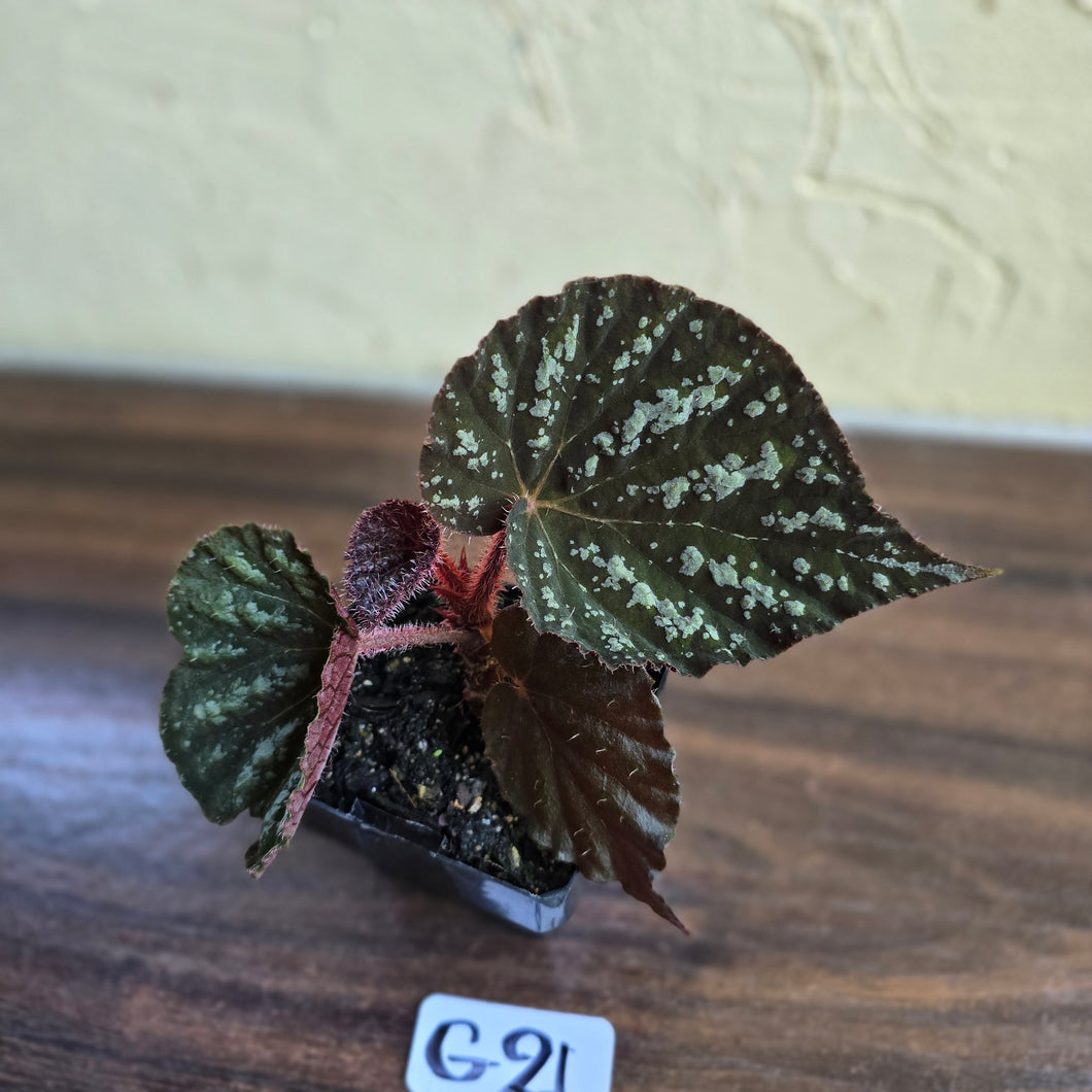 #G21 Begonia Unknown