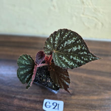Load image into Gallery viewer, #G21 Begonia Unknown