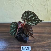 Load image into Gallery viewer, #G21 Begonia Unknown