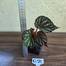 Load image into Gallery viewer, #G21 Begonia Unknown