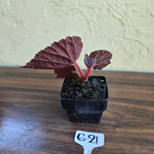 Load image into Gallery viewer, #G21 Begonia Unknown