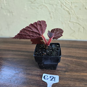 #G21 Begonia Unknown