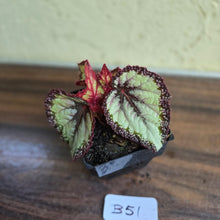 Load image into Gallery viewer, #B51 Begonia Unknown