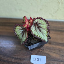 Load image into Gallery viewer, #B51 Begonia Unknown