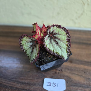 #B51 Begonia Unknown