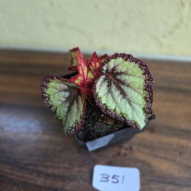 #B51 Begonia Unknown