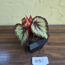 Load image into Gallery viewer, #B51 Begonia Unknown