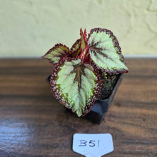 Load image into Gallery viewer, #B51 Begonia Unknown