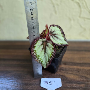 #B51 Begonia Unknown