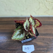 Load image into Gallery viewer, #B51 Begonia Unknown