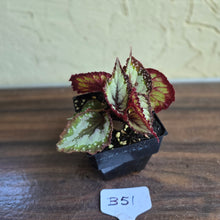Load image into Gallery viewer, #B51 Begonia Unknown