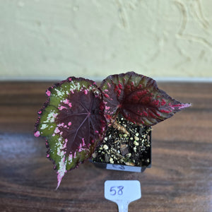 #58 Begonia Dr Karissa