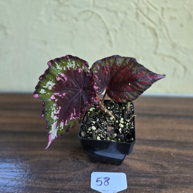 #58 Begonia Dr Karissa