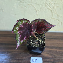 Load image into Gallery viewer, #58 Begonia Dr Karissa