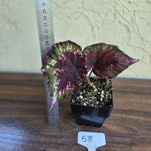 Load image into Gallery viewer, #58 Begonia Dr Karissa