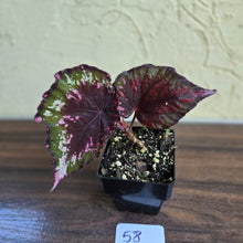 Load image into Gallery viewer, #58 Begonia Dr Karissa