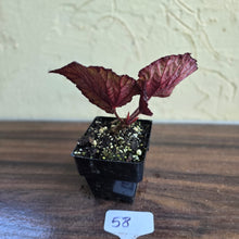 Load image into Gallery viewer, #58 Begonia Dr Karissa