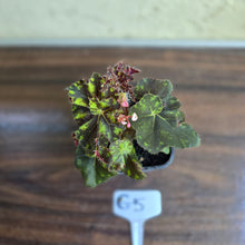 Load image into Gallery viewer, #G5 Begonia Unknown