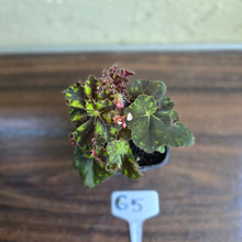 Load image into Gallery viewer, #G5 Begonia Unknown