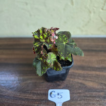 Load image into Gallery viewer, #G5 Begonia Unknown