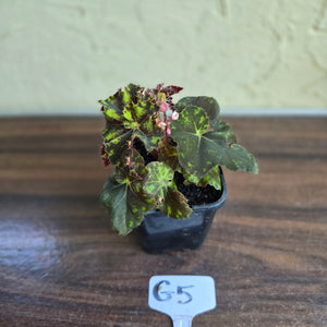 #G5 Begonia Unknown