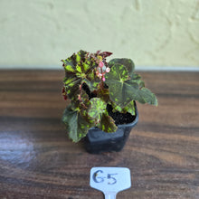 Load image into Gallery viewer, #G5 Begonia Unknown
