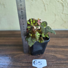 Load image into Gallery viewer, #G5 Begonia Unknown