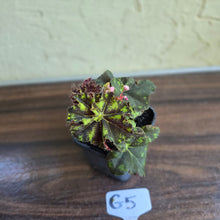 Load image into Gallery viewer, #G5 Begonia Unknown