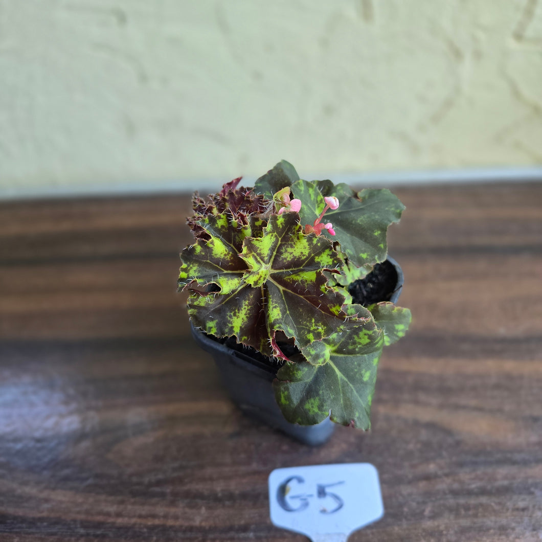 #G5 Begonia Unknown