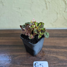 Load image into Gallery viewer, #G5 Begonia Unknown
