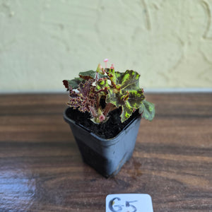 #G5 Begonia Unknown