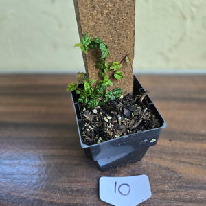 #10 Ficus Thunbergii