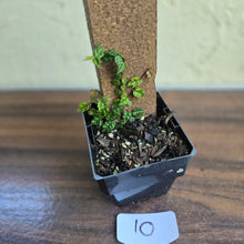 Load image into Gallery viewer, #10 Ficus Thunbergii