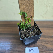 Load image into Gallery viewer, #10 Ficus Thunbergii